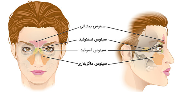 سینوس&zwnj;