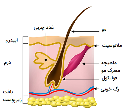 پوست
