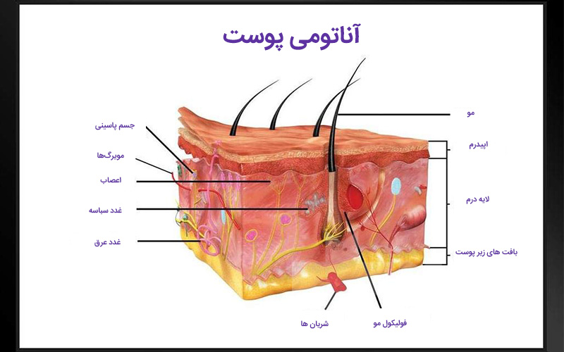 پوست