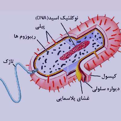 باکتری
