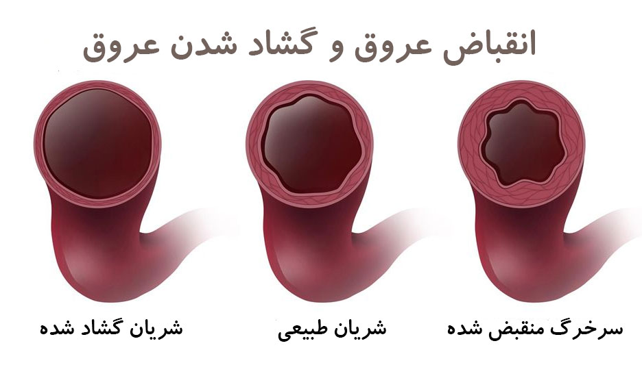 رگهای خونی