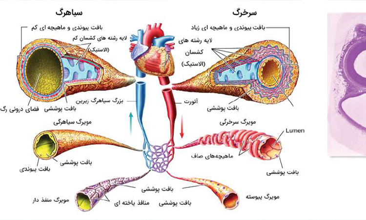 رگهای خونی